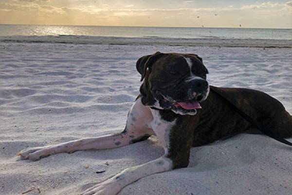 Dogs at the Beach | Long Key Vacation Rentals